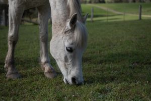 horse-horse-lead-rope-horses-640x480-20634168.jpeg