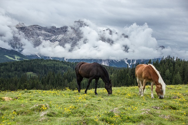 horse-horse-lead-rope-horses-640x480-37616140.jpeg