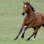 Cam’s Cords: Revolutionizing Horsemanship with Soft Rope Halters