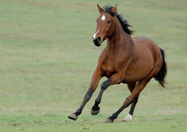 horse-horse-lead-rope-horses-640x480-40463838.jpeg