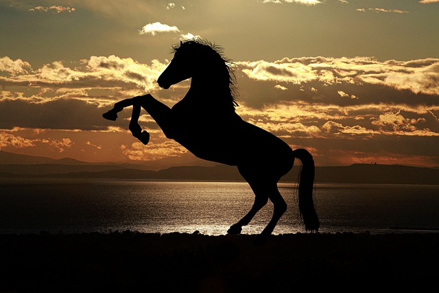 horse, horse lead rope, horses
