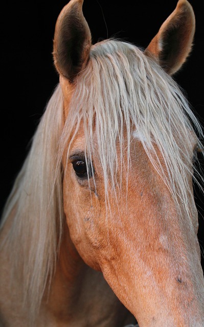 horse, horse lead rope, horses