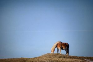 horse-horse-lead-rope-horses-640x480-48355431.jpeg