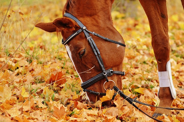 horse-horse-lead-rope-horses-640x480-56556693.jpeg