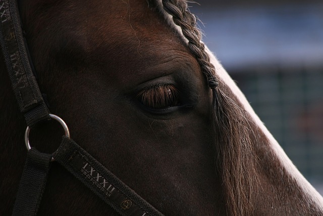 horse-horse-lead-rope-horses-640x480-59497968.jpeg