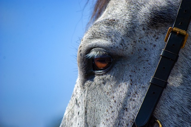 horse-horse-lead-rope-horses-640x480-63888895.jpeg
