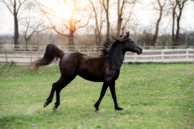 horse-horse-lead-rope-horses-640x480-65521608.jpeg