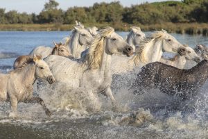 horse-horse-lead-rope-horses-640x480-84138379.jpeg