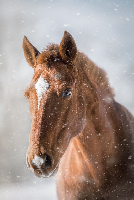 horse, horse lead rope, horses