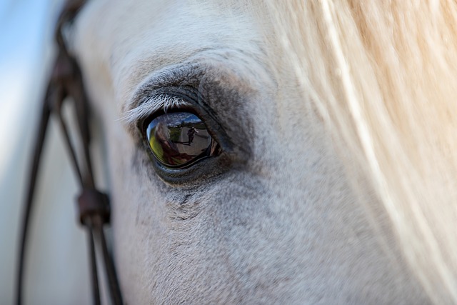 horse, horse lead rope, horses