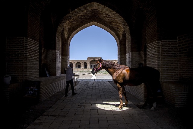 horse-horse-lead-rope-horses-640x480-96532060.jpeg