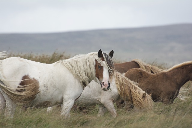 horse, horse lead rope, horses