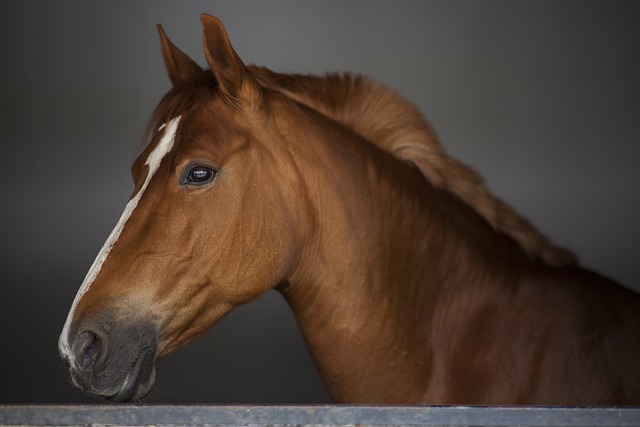 horse, horse rope