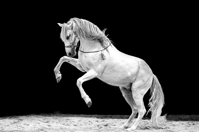 horse, horse rope