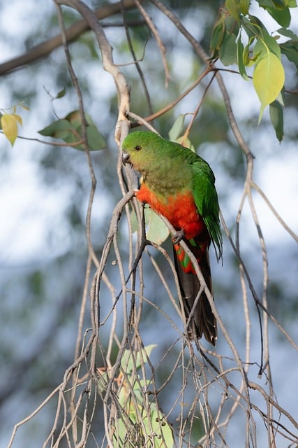 Vacationer caravans, Australian locations, Camping in Australia