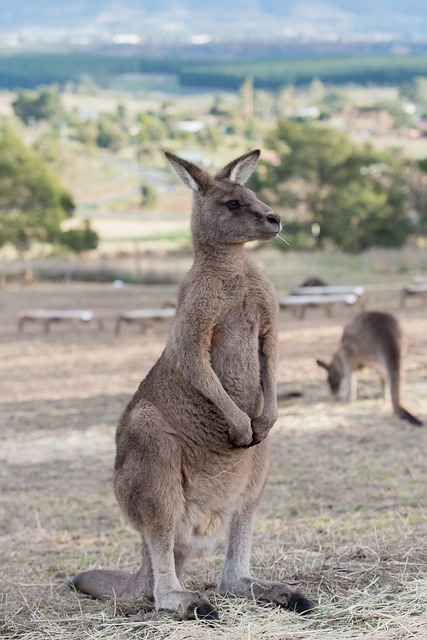 Vacationer caravans, Australian locations, Camping in Australia