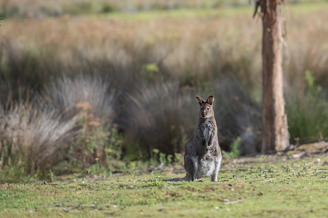 Vacationer caravans, Australian locations, Camping in Australia