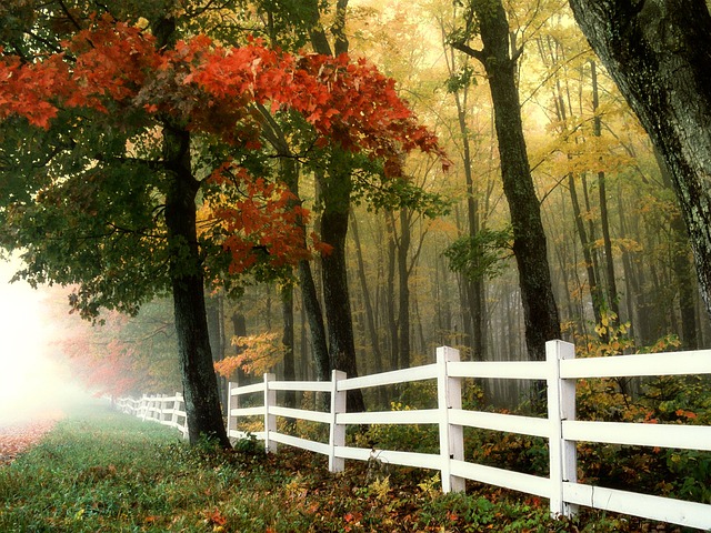 colorbond fencing,  Backyard colorbond fences