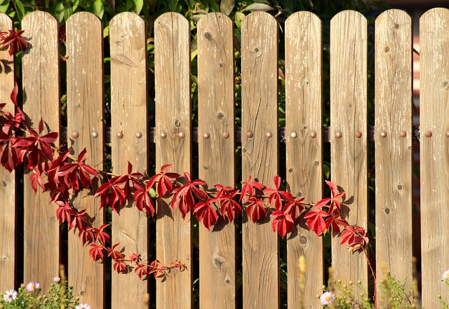 colorbond fencing,  Backyard colorbond fences