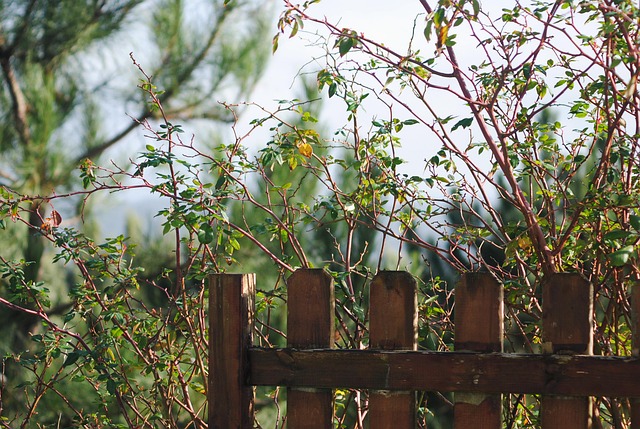 colorbond-fencing-backyard-colorbond-fe-640x480-99326529.jpeg