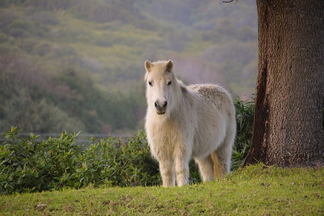 horse, horse lead rope