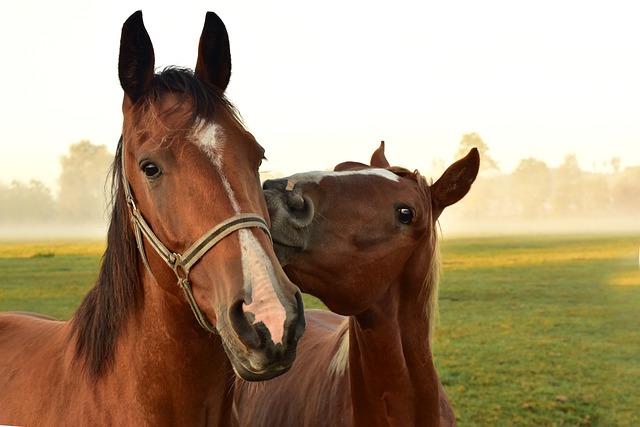 horse, horse lead rope