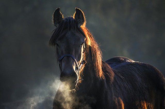 horse, horse lead rope