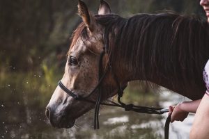 horse-horse-lead-rope-640x480-41893456.jpeg