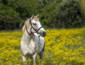 horse-horse-lead-rope-640x480-57397607.jpeg