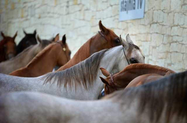 horse, horse lead rope
