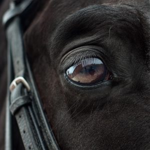 horse-horse-lead-rope-australian-made-640x480-42799365.jpeg