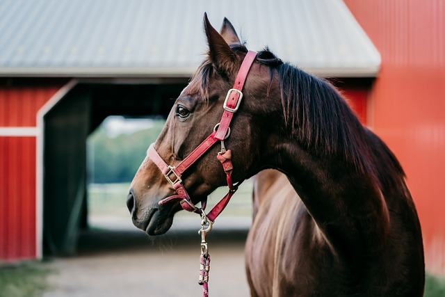 horse-horse-lead-rope-australian-made-640x480-64338290.jpeg