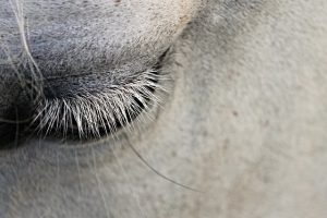 horse-horse-lead-rope-australian-made-640x480-65191880.jpeg