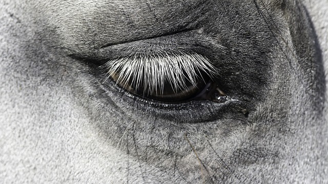 horse-horse-lead-rope-australian-made-640x480-66599284.jpeg