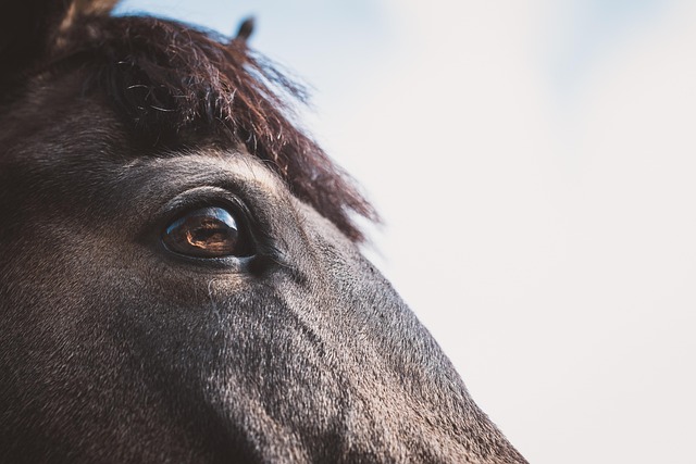 horse, horse lead rope, horses