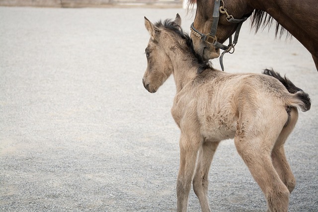 horse, horse lead rope, horses
