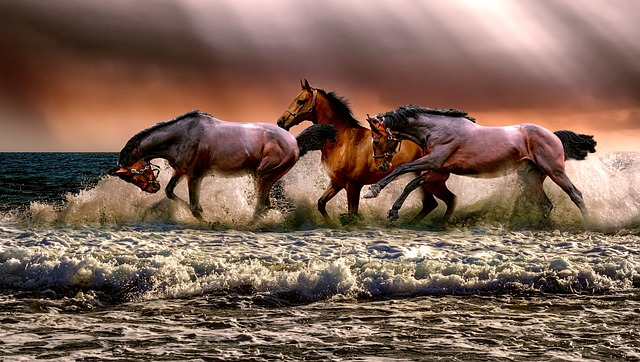 horse, horse lead rope, horses