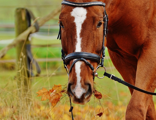 horse, horse lead rope, horses