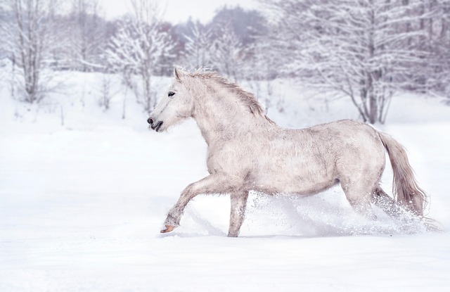 horse, horse lead rope, horses