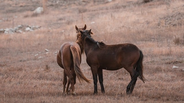 horse-horse-lead-rope-horses-640x480-20298814.jpeg