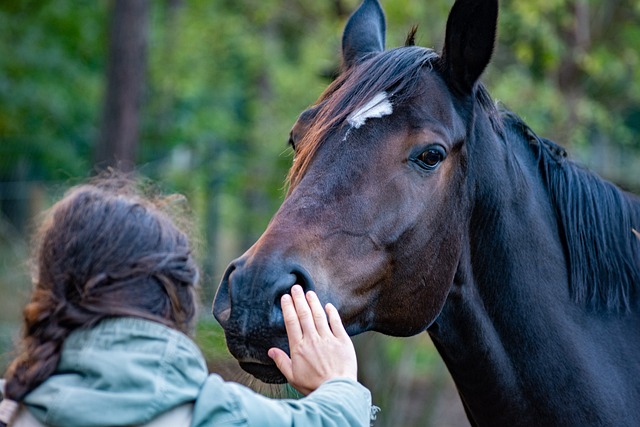 horse, horse lead rope, horses