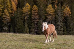 horse-horse-lead-rope-horses-640x480-27683366.jpeg