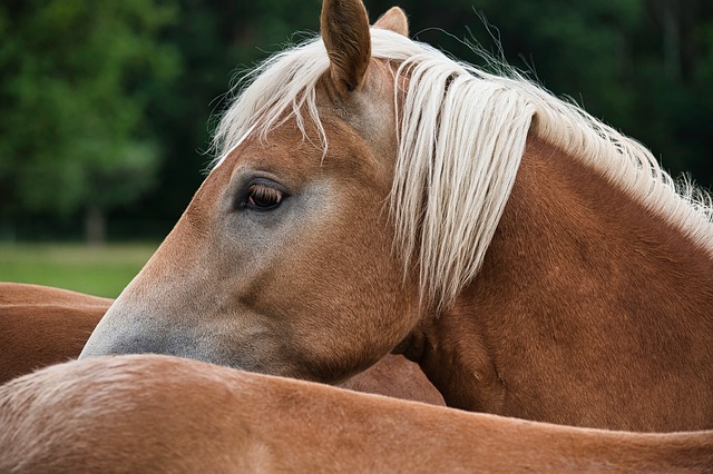 horse, horse lead rope, horses