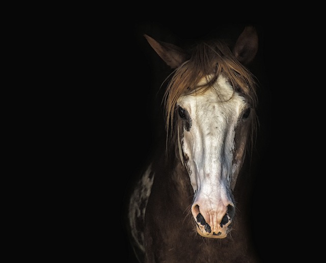 horse, horse lead rope, horses