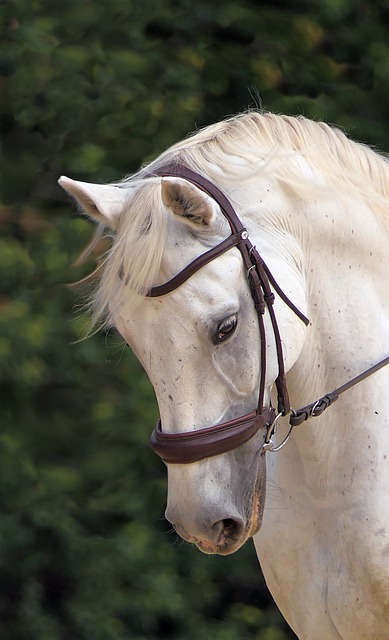 horse, horse lead rope, horses