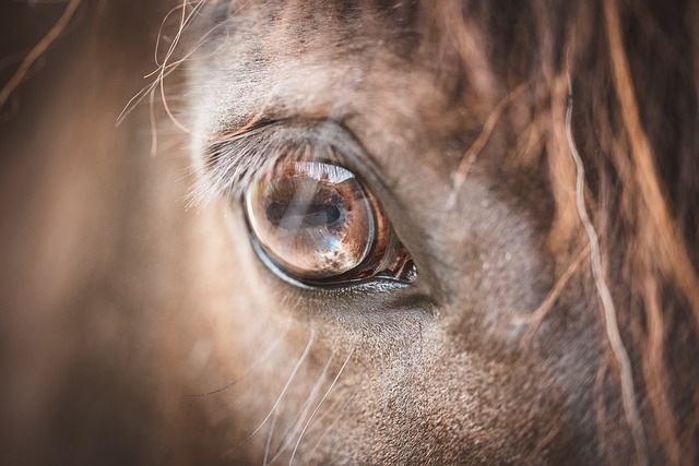 horse-horse-lead-rope-horses-640x480-3795486.jpeg
