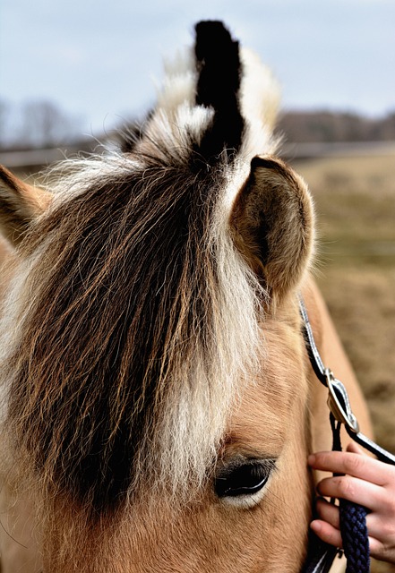 horse, horse lead rope, horses