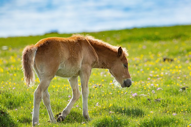 horse, horse lead rope, horses