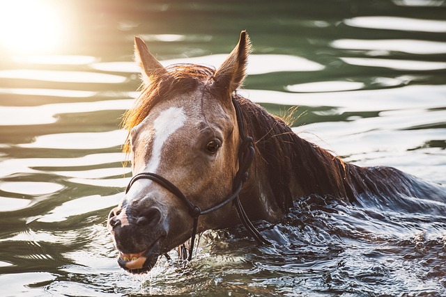 horse-horse-lead-rope-horses-640x480-52312370.jpeg