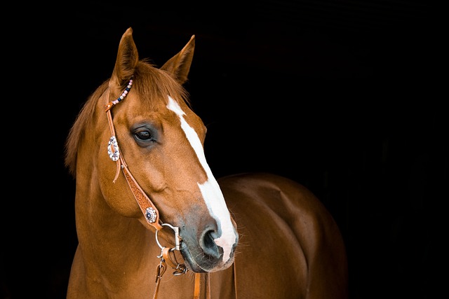horse, horse lead rope, horses